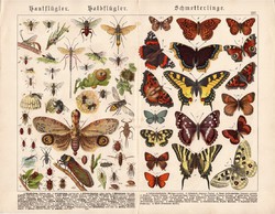 Pillangók, hártyásszárnyúak, félfedelesszárnyúak, litográfia 1886, eredeti, 32 x 41 cm, nagy méret