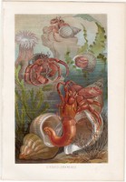 Remeterák, litográfia 1884, nyomat, eredeti, német, Brehm, Thierleben, állat, óceán, tenger, rák