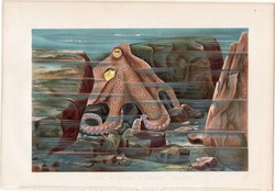 Polip, litográfia 1884, nyomat, eredeti, német, Brehm, Thierleben, állat, óceán, tenger, krake, csáp