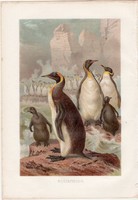 Óriás pingvin, litográfia 1883, színes nyomat, eredeti, Brehm, Thierleben, állat, madár, Antarktisz