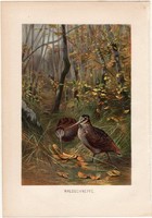 Erdei szalonka, litográfia 1883, színes nyomat, eredeti, Brehm, Thierleben, állat, madár, Eurázsia