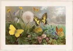 Pillangók (német), litográfia 1884, színes nyomat, eredeti, Brehm, Thierleben, állat, pillangó lepke