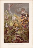 Éjszakai rovar nyüzsgés, litográfia 1884, színes nyomat, eredeti, Brehm, Thierleben, állat, lepke