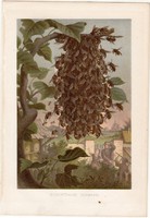 Rajzás, litográfia 1884, színes nyomat, eredeti, Brehm, Thierleben, állat, méh, család, méhraj