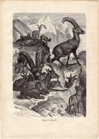 Alpesi vadkecske, egy színű nyomat 1903, eredeti, magyar, Brehm, Az állatok világa, állat, Alpok
