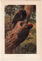 Fekete harkály, litográfia 1882, színes nyomat, eredeti, Brehm, Thierleben, állat, madár, Európa