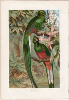 Quetzal, kvézál, litográfia 1882, színes nyomat, eredeti, Brehm, Thierleben, állat, madár, Amerika