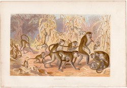 Cerkóf, litográfia 1883, színes nyomat, eredeti, Brehm, Thierleben, állat, emlős, majom, Afrika