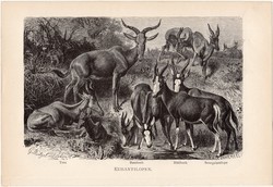 Antilop, egy színű nyomat 1891, német, eredeti, Tierleben, Brehm, állat, emlős, damalisz, tora