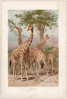 Zsiráf, litográfia 1891, színes nyomat, eredeti, Brehm, Tierleben, állat, párosujjú, Afrika, emlős