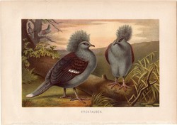 Koronásgalamb, litográfia 1882, színes nyomat, eredeti, Brehm, Thierleben, állat, madár, galamb