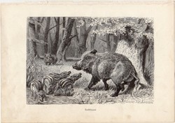 Vaddisznó, egy színű nyomat 1903 (2), eredeti, magyar, Brehm, Az állatok világa, állat, vadászat