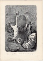 Pézsmás polip, egy színű nyomat 1907 (2), eredeti, magyar, Brehm, Az állatok világa, állat, óceán