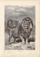 Oroszlán, egy színű nyomat 1907 (2), eredeti, magyar, Brehm, Az állatok világa, állat, ragadozó