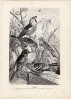 Pintyek, egy színű nyomat 1903 (2), eredeti, magyar, Brehm, Az állatok világa, állat, madár, pinty