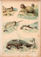 Bálna, delfin, narvál, fóka, litográfia 1880, eredeti, 24 x 34 cm, nagy méret, állat, tenger, óceán