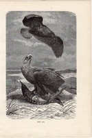 Réti sas, egy színű nyomat 1907 (2), eredeti, magyar, Brehm, Az állatok világa, állat, madár