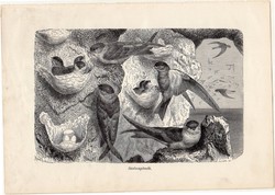 Szalangánák, egy színű nyomat 1907 (2), eredeti, magyar, Brehm, Az állatok világa, állat, madár