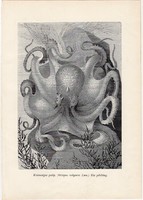 Közönséges polip, egy színű nyomat 1907 (2), eredeti, magyar, Brehm, Az állatok világa, állat, óceán