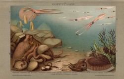 Lábasfejűek, litográfia 1895, színes nyomat, német nyelvű, Brockhaus, állat, tenger, óceán, polip