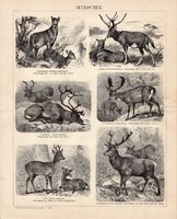 Szarvas, egyszínű nyomat 1888, német nyelvű, eredeti, pettyes szarvas, rénszarvas, muntyákszarvas