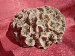 Fosszília? Vagy korall? Vagy kőzet?