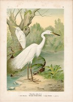 Nagy kócsag, litográfia 1897, eredeti, 29x40 cm, nagy méret, madár, Európa, színes nyomat, herodias