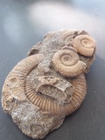 Ammonitesz Fosszíliák