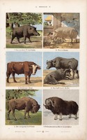 Vaddisznó, sertés, szarvasmarha és antilop, argali, kecske, litográfia 1885, eredeti, 26 x 42 cm