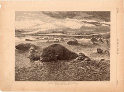 Üldözött bölénycsorda a Missouriban, fametszet 1881, metszet, nyomat, 22x30, Ország - Világ, indián