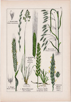 Árpa, rozs, tarackbúza és selyemperje, csomós ebír, rezgőfű, litográfia 1895, 17 x 25 cm, növény