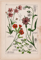 Kakukkszegfű, konkoly és tea, házi len, csermelyciprus, litográfia 1895, 17 x 25 cm, növény, virág