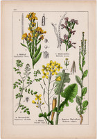 Mustár, sárgaviola és kakukktorma, kányazsombor, kopasz toronyszál, litográfia 1895, 17 x 25 cm