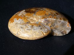 Természetes Ammonitesz kövület egyben. 15 gramm
