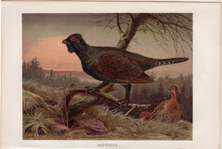 Siketfajd, litográfia 1894, színes nyomat, eredeti, német, Brehm, állat, madár, Európa, Ázsia, fácán