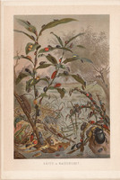 Bogarak, litográfia 1894, színes nyomat, eredeti, német, Brehm, állat, bogár, árvízi, víz, katica