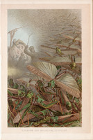 Vándorsáska, litográfia 1894, színes nyomat, eredeti, német, Brehm, állat, sáska, rovar, Egyiptom