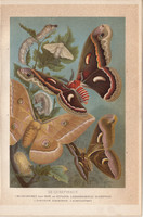 Selyemlepke, litográfia 1894, színes nyomat, eredeti, német, Brehm, állat, hernyó, pillangó, selyem