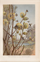 Méhek, litográfia 1894, színes nyomat, eredeti, német, Brehm, állat, méh, beporzás, tavasz, virág