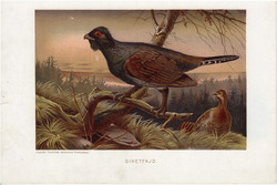 Siketfajd, litográfia 1907, színes nyomat, eredeti, magyar, Brehm, állat, madár, Európa, fácán
