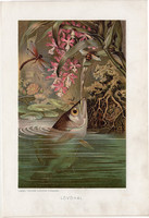 Lövőhal, litográfia 1907, színes nyomat, eredeti, magyar, Brehm, állat, hal, Jáva, brakkvíz