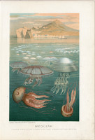 Medúzák, litográfia 1907, színes nyomat, eredeti, magyar, Brehm, állat, medúza, óceán, tenger