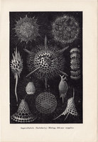 Sugárállatkák, nyomat 1907, eredeti, magyar, Brehm, állat, óceán, tenger, 300-szoros nagyítás