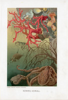 Nemes korall, litográfia 1907, színes nyomat, eredeti, magyar, Brehm, állat, óceán, tenger