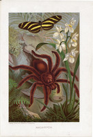 Madárpók, litográfia 1907, színes nyomat, eredeti, magyar, Brehm, állat, pók, trópus, pillangó