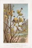Kora tavasszal, litográfia 1907, színes nyomat, eredeti, magyar, Brehm, állat, méh, beporzás, rovar