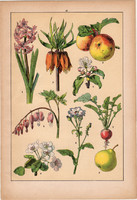 Növények (16), litográfia 1902, eredeti, kis méret, magyar, növény, virág, jácint, alma, körte