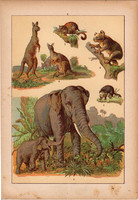 Állatok (9), litográfia 1902, eredeti, kis méret, magyar, állat, elefánt, kenguru, koala, oposszum