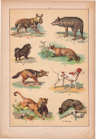 Állatok (5), litográfia 1902, eredeti, kis méret, magyar, állat, kutya, farkas, róka, puma, sakál