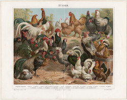 Tyúkok, színes nyomat 1896, német nyelvű, litográfia, eredeti, tyúk, fajta, madár, kakas, olasz